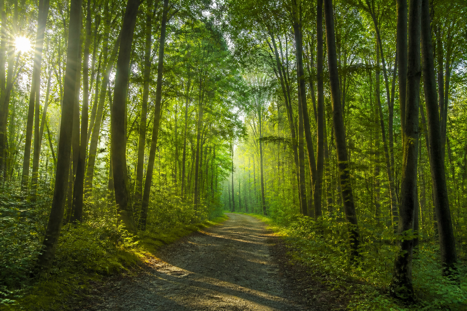 A path through a green forest